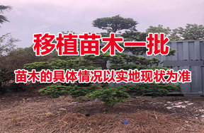 55个品种的各规格的移植苗木一批